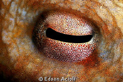Eye of octopus. by Edson Acioli 